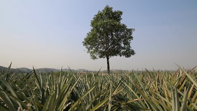 Pineapple tree plantation