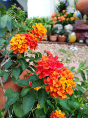 Fototapeta na wymiar Orange lantana flowers