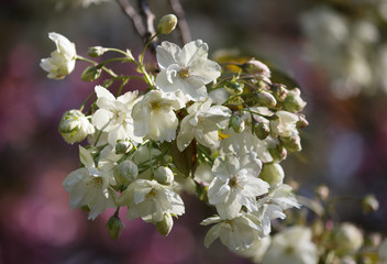 White Cherry Blossom Twig