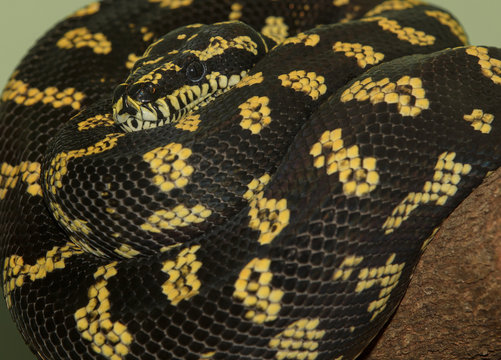 carpet python is coiled in tree