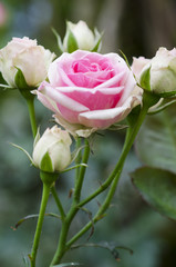 Pink roses on Valentine's Day