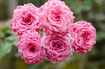 Pink roses on Valentine's Day