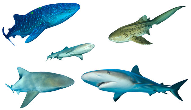 Sharks. Different shark species isolated white background. Whale Shark, Leopard, Whitetip Reef, Bull and Grey Reef Sharks