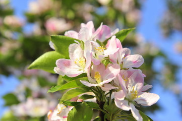 Chinese flowering crab-apple blooming
