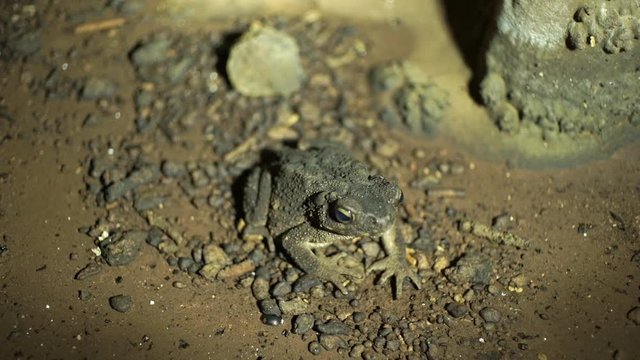 Gray cave toad in the Khao Phueng Cave, Thailand