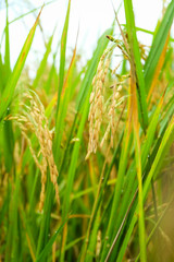 close up of rice field,rice field