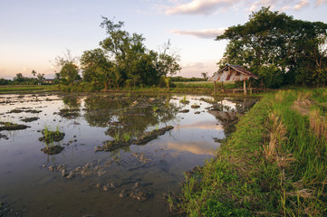 Landscape of farme area in the evening