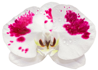 Fototapeta na wymiar orchidée blanche panachée de rouge, fond blanc 