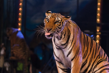 tigers in the circus arena