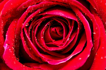 Macro close-up of beautiful red rose on black background
