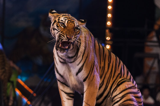 tigers in the circus arena
