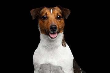 Portrait of Smiling Jack Russel Terrier Dog on Isolated Black Background