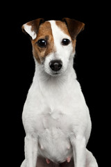 Portrait of Jack Russel Terrier Dog on Isolated Black Background