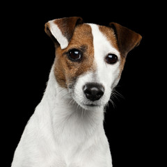 Naklejka na ściany i meble Cute Portrait of Jack Russel Terrier Dog bowed his head on Isolated Black Background