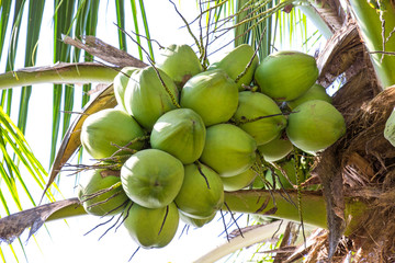 Green coconut fresh on the tree in my garden