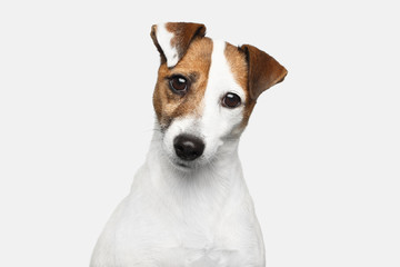 Cute Portrait of Jack Russel Terrier Dog bowed his head on Isolated White Background