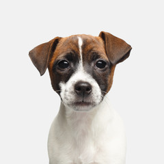 Cute Portrait of Young Jack Russel Terrier Puppy Looking for on Isolated White Background