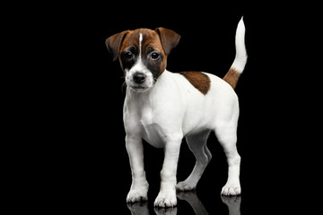 Young Jack Russel Terrier Puppy Standing on Isolated Black Background with reflection