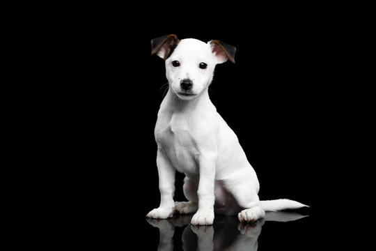 Pure White Jack Russel Terrier Puppy sitting on Isolated Black Background with reflection