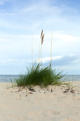Grass on the beach.