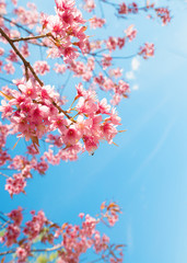 Naklejki  Piękny kwiat sakura (kwiat wiśni) na wiosnę. kwiat drzewa sakura na błękitne niebo.