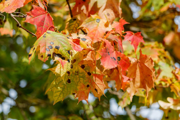 Multicolored maple leaves on a tree on a sunny autumn day
