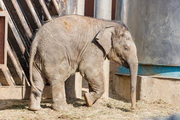 Fototapeta premium Słoniątka na spacerze w słoneczny letni dzień