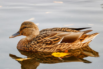 Wild duck floats on the water surface of the lake