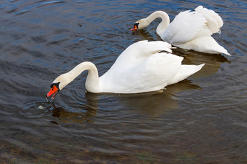 Couple of white swans with splayed wings floats on the water surface of the river