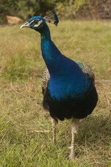 Peacock. Beautiful bird. Peahen.