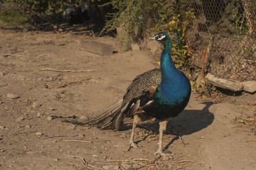 Peacock. Beautiful bird. Peahen.