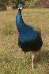 Peacock. Beautiful bird. Peahen.