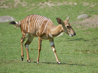 Nyala (Tragelaphus angasii)