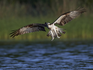 Osprey (Pandion haliaetus)