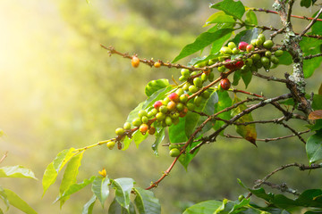 Coffee beans ripening on tree in North of Sumatra island,Indonesia - obrazy, fototapety, plakaty