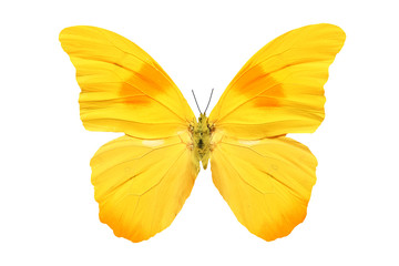Obraz premium tropikalny żółty motyl na białym tle