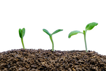 Sprout growing from soil on white background