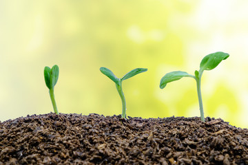 Sprout growing from soil on blurred natural background