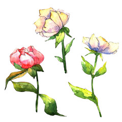 Wildflower peony flower in a watercolor style isolated. Full name of the plant: peony. Aquarelle wild flower for background, texture, wrapper pattern, frame or border.