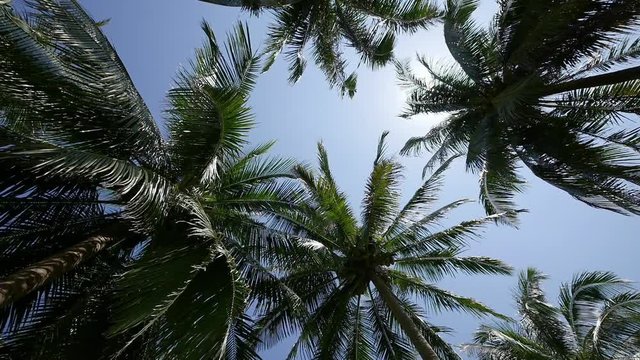 Camera spinning underneath tropical coconut palm trees