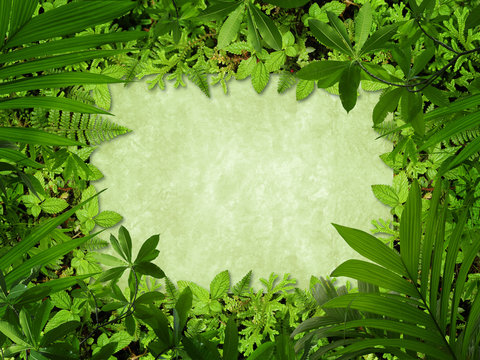 Fototapeta Jungle tropical cover