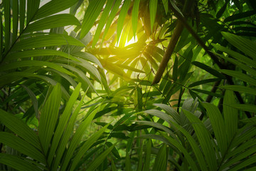 Panele Szklane  Bamboo leaves and palm tree forest background