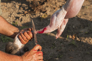 The slaughter of the animal. Animal slaughter. The last day of the hare. The death of the hare.