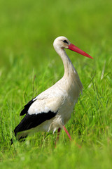 Single White Stork bird on grassy wetlands during a spring nesting period