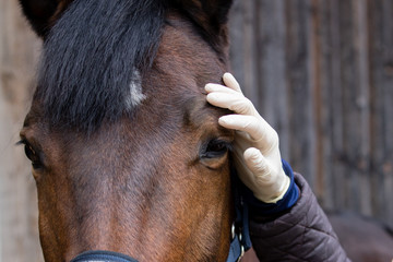 treatment horse eye