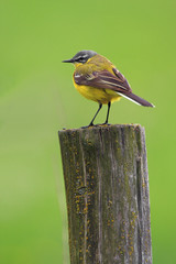 Single Yellow wagtail bird on a wooden fence stick during a spring nesting period