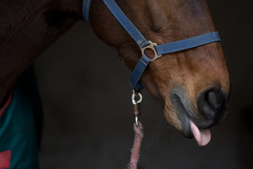 horse showing tongue