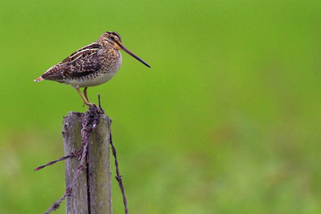 Single Common Snipe bird on a wooden fence stick during a spring nesting period