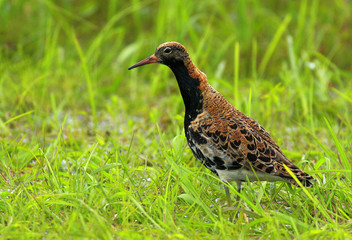 Single Ruff bird on grassy wetlands during a spring nesting period
