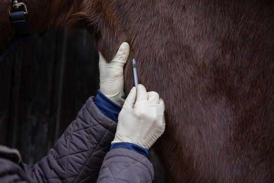 horse getting injection